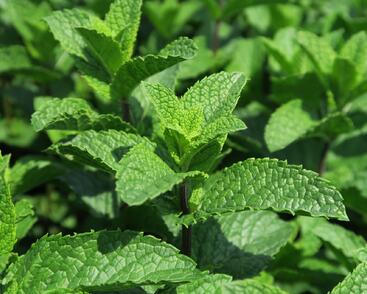Máta klasnatá 'Flamenco'