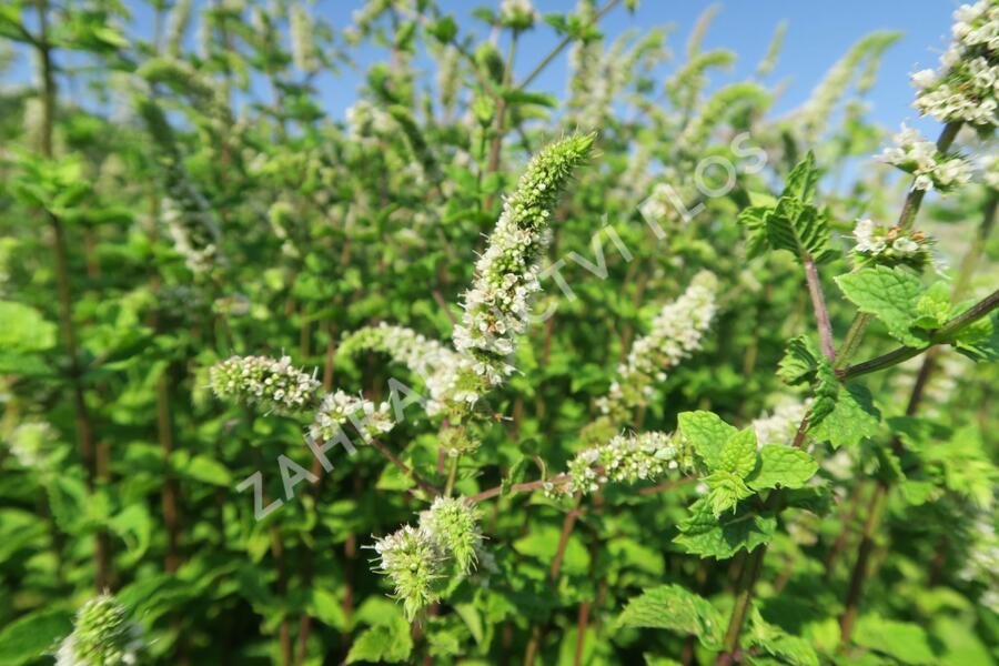 Máta klasnatá 'Flamenco' - Mentha spicata 'Flamenco'