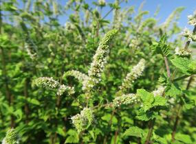 Máta klasnatá 'Flamenco' - Mentha spicata 'Flamenco'