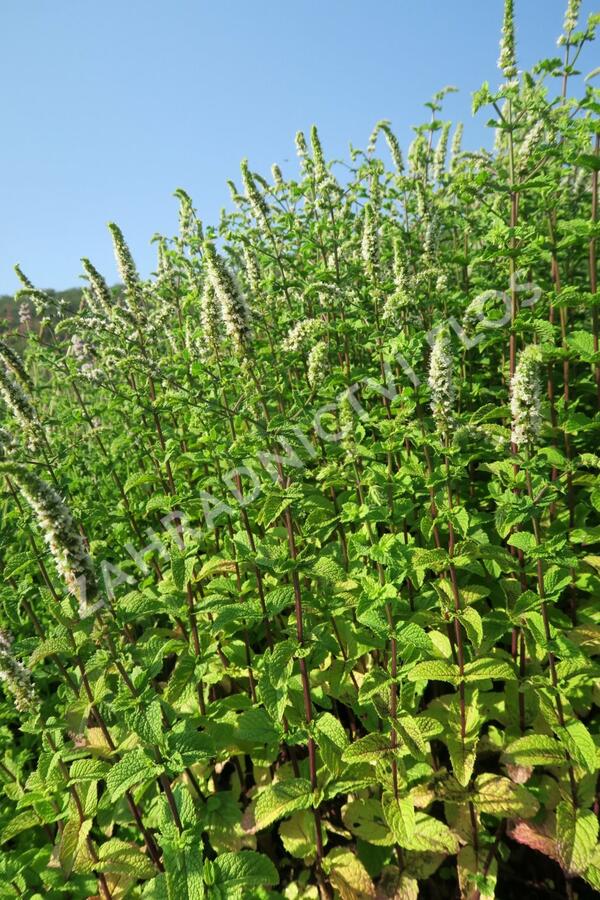 Máta klasnatá 'Flamenco' - Mentha spicata 'Flamenco'