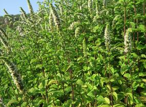 Máta klasnatá 'Flamenco' - Mentha spicata 'Flamenco'