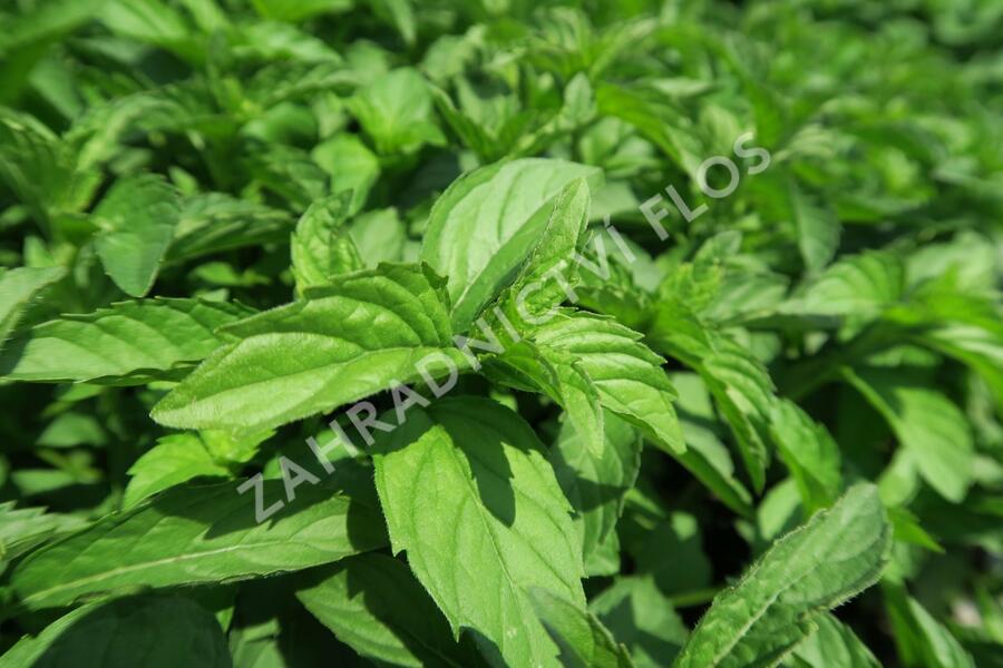 Máta klasnatá 'Abura' - Mentha spicata 'Abura'