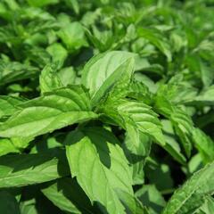 Máta klasnatá 'Abura' - Mentha spicata 'Abura'