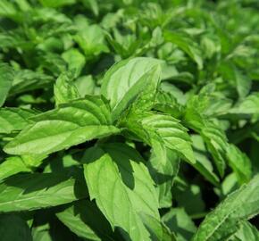 Máta klasnatá 'Abura' - Mentha spicata 'Abura'