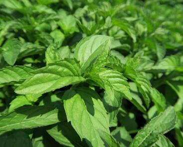 Máta klasnatá 'Abura'