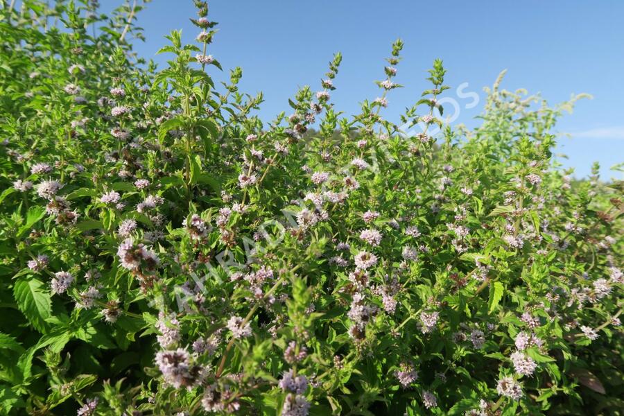 Máta klasnatá 'Abura' - Mentha spicata 'Abura'