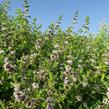 Máta klasnatá 'Abura' - Mentha spicata 'Abura'