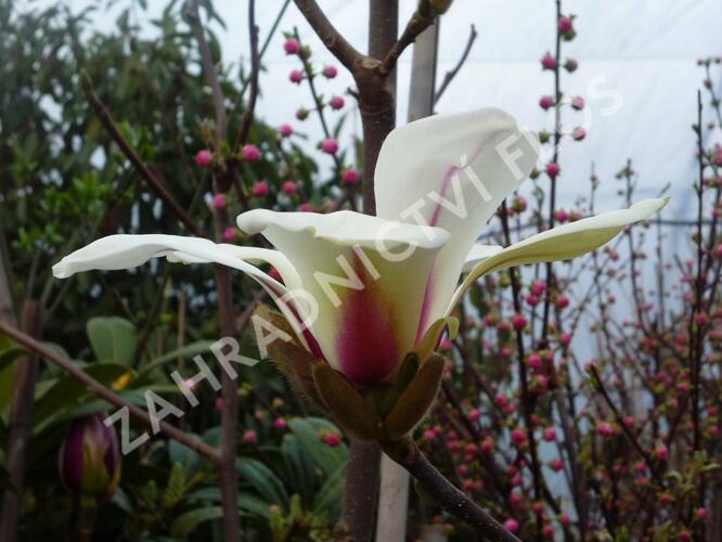 Šácholan 'Sunrise' - Magnolia 'Sunrise'