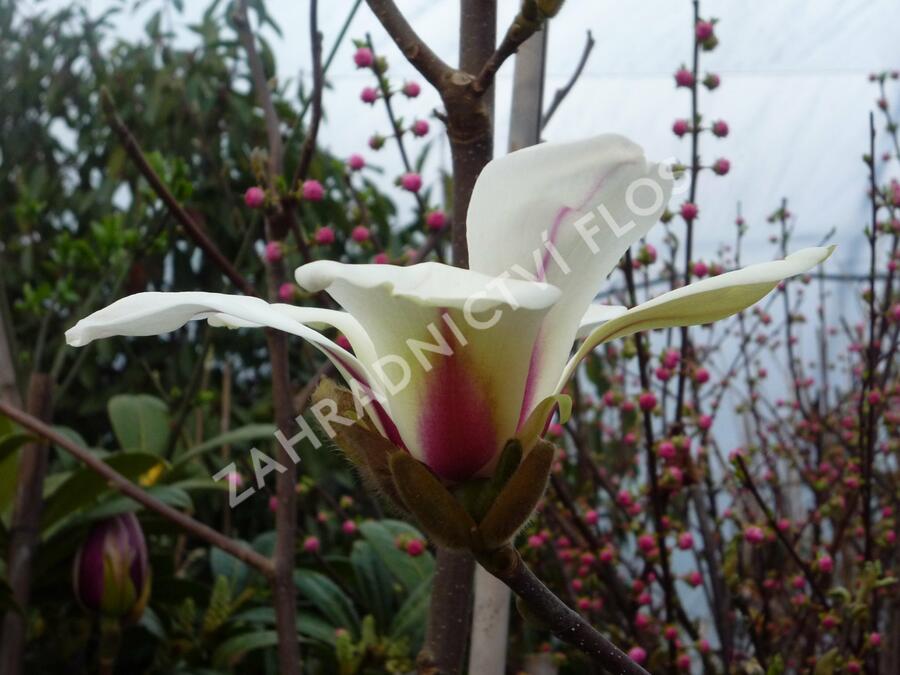 Šácholan 'Sunrise' - Magnolia 'Sunrise'