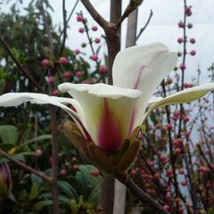 Šácholan 'Sunrise' - Magnolia 'Sunrise'