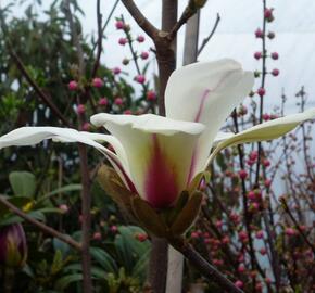 Šácholan 'Sunrise' - Magnolia 'Sunrise'