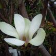 Šácholan 'Sunrise' - Magnolia 'Sunrise'