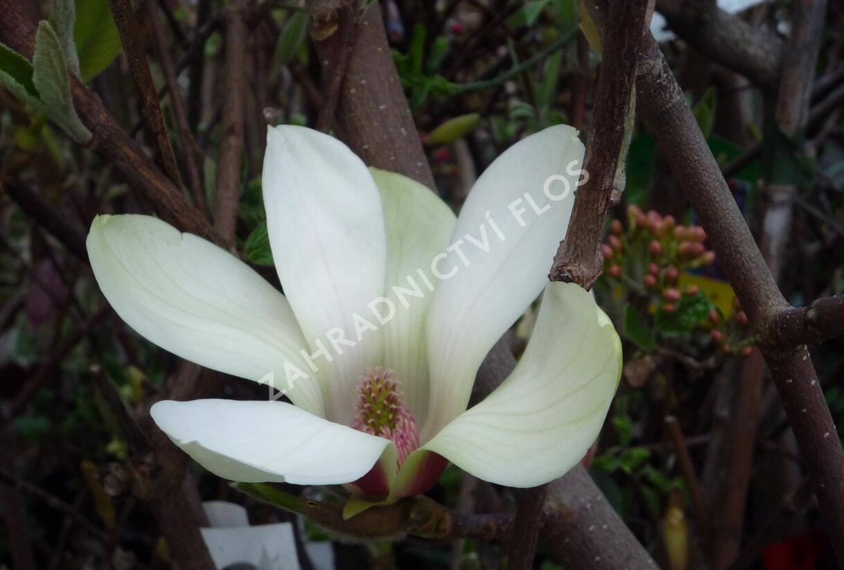Šácholan 'Sunrise' - Magnolia 'Sunrise'