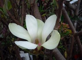 Šácholan 'Sunrise' - Magnolia 'Sunrise'