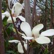 Šácholan 'Sunrise' - Magnolia 'Sunrise'