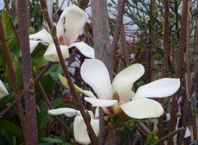 Šácholan 'Sunrise' - Magnolia 'Sunrise'