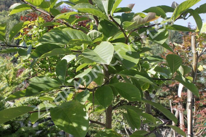 Šácholan 'Elizabeth' - Magnolia brooklynensis 'Elizabeth'