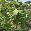 Šácholan 'Elizabeth' - Magnolia brooklynensis 'Elizabeth'