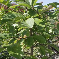 Šácholan 'Elizabeth' - Magnolia brooklynensis 'Elizabeth'