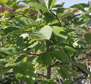 Šácholan 'Elizabeth' - Magnolia brooklynensis 'Elizabeth'