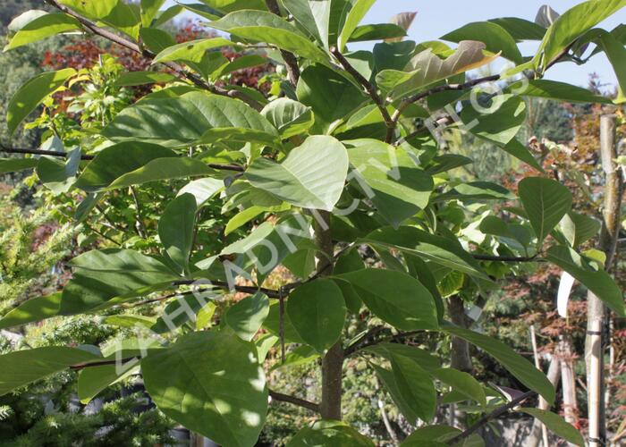 Šácholan 'Elizabeth' - Magnolia brooklynensis 'Elizabeth'