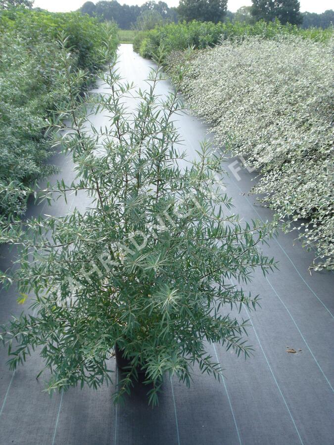 Rakytník řešetlákový - Hippophae rhamnoides