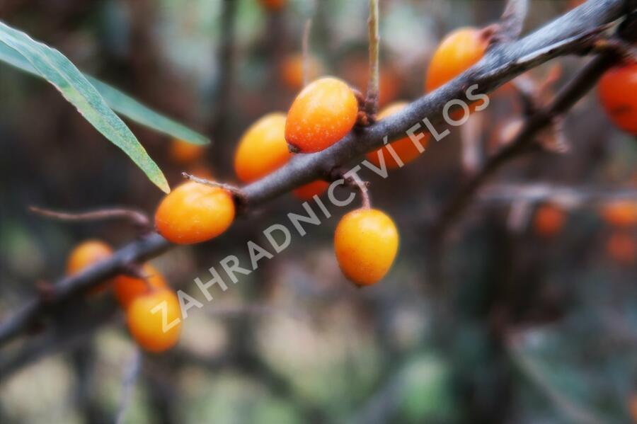 Rakytník řešetlákový - Hippophae rhamnoides