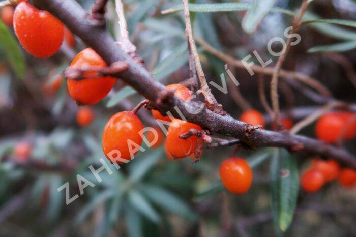 Rakytník řešetlákový - Hippophae rhamnoides