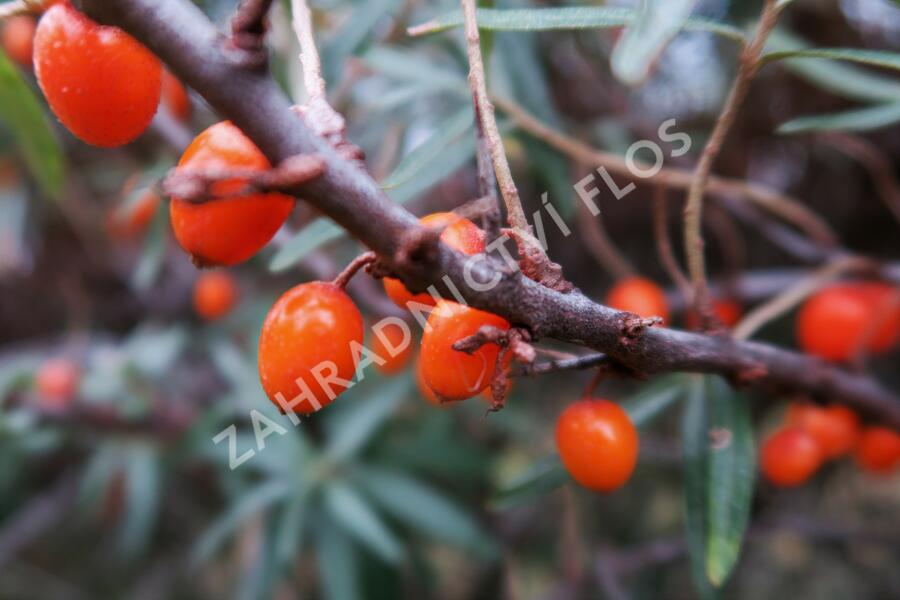 Rakytník řešetlákový - Hippophae rhamnoides