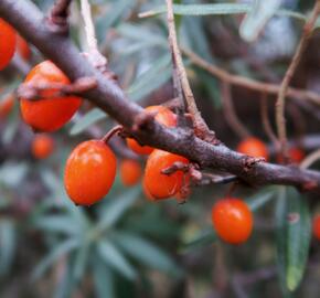 Rakytník řešetlákový - Hippophae rhamnoides