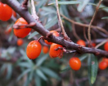 Rakytník řešetlákový