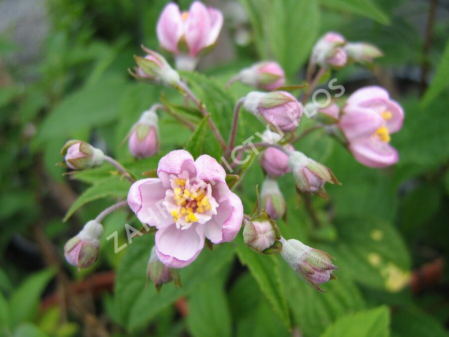 Trojpuk zvrhlý 'Mont Rose' - Deutzia 'Mont Rose'