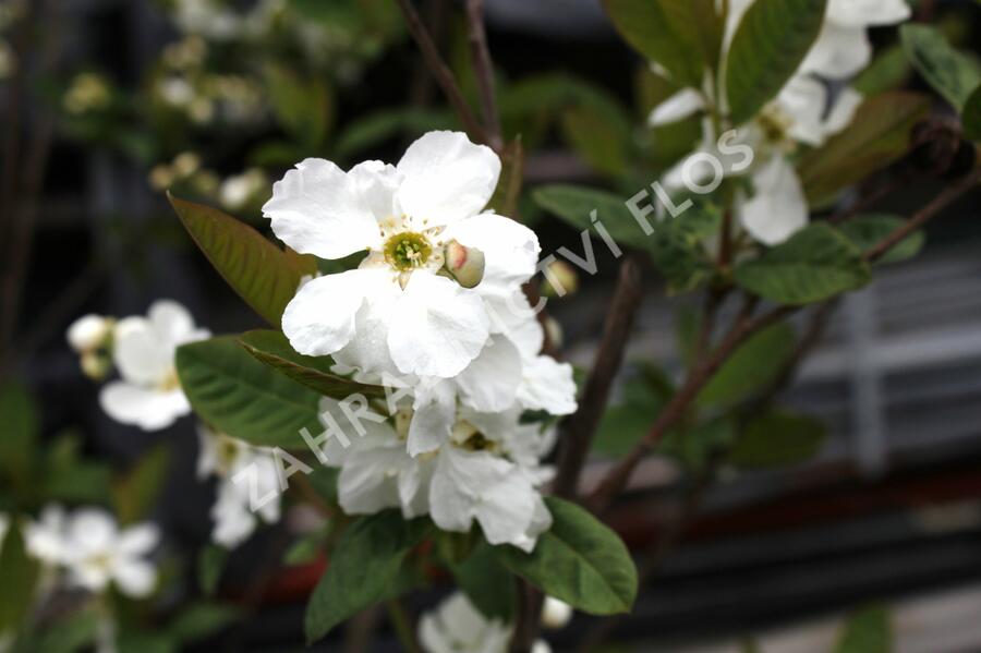 Hroznovec 'Snow White' - Exochorda serratifolia 'Snow White'
