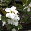 Hroznovec 'Snow White' - Exochorda serratifolia 'Snow White'