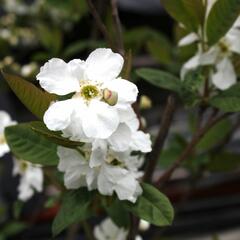 Hroznovec 'Snow White' - Exochorda serratifolia 'Snow White'