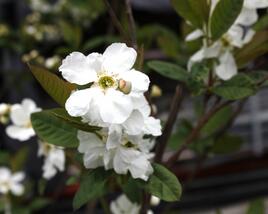 Hroznovec 'Snow White'
