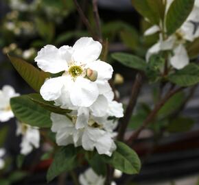 Hroznovec 'Snow White' - Exochorda serratifolia 'Snow White'