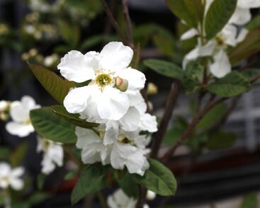 Hroznovec 'Snow White'