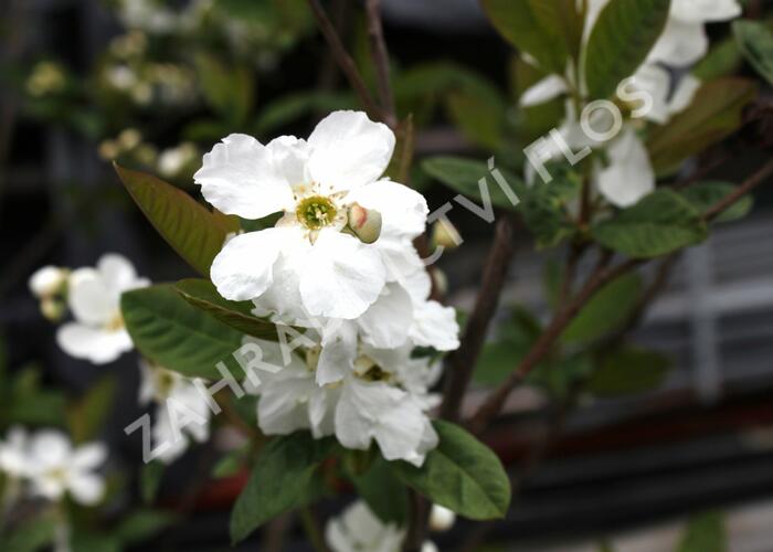 Hroznovec 'Snow White' - Exochorda serratifolia 'Snow White'