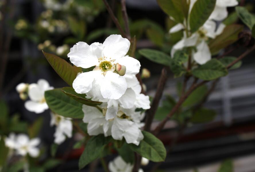 Hroznovec 'Snow White' - Exochorda serratifolia 'Snow White'