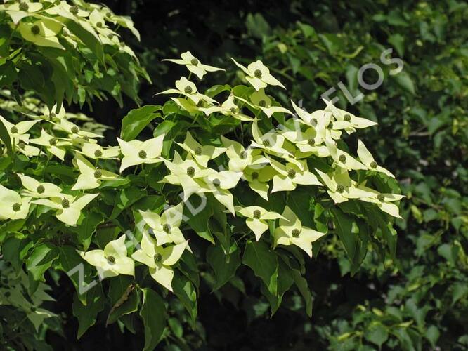 Dřín japonský 'Milky Way' - Cornus kousa 'Milky Way'