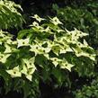 Dřín japonský 'Milky Way' - Cornus kousa 'Milky Way'