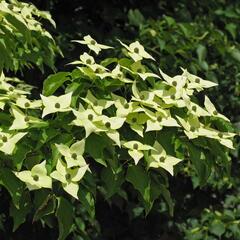 Dřín japonský 'Milky Way' - Cornus kousa 'Milky Way'