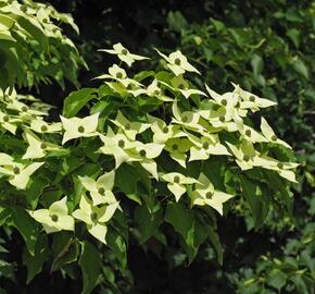 Dřín japonský 'Milky Way' - Cornus kousa 'Milky Way'