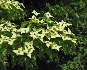 Dřín japonský 'Milky Way'