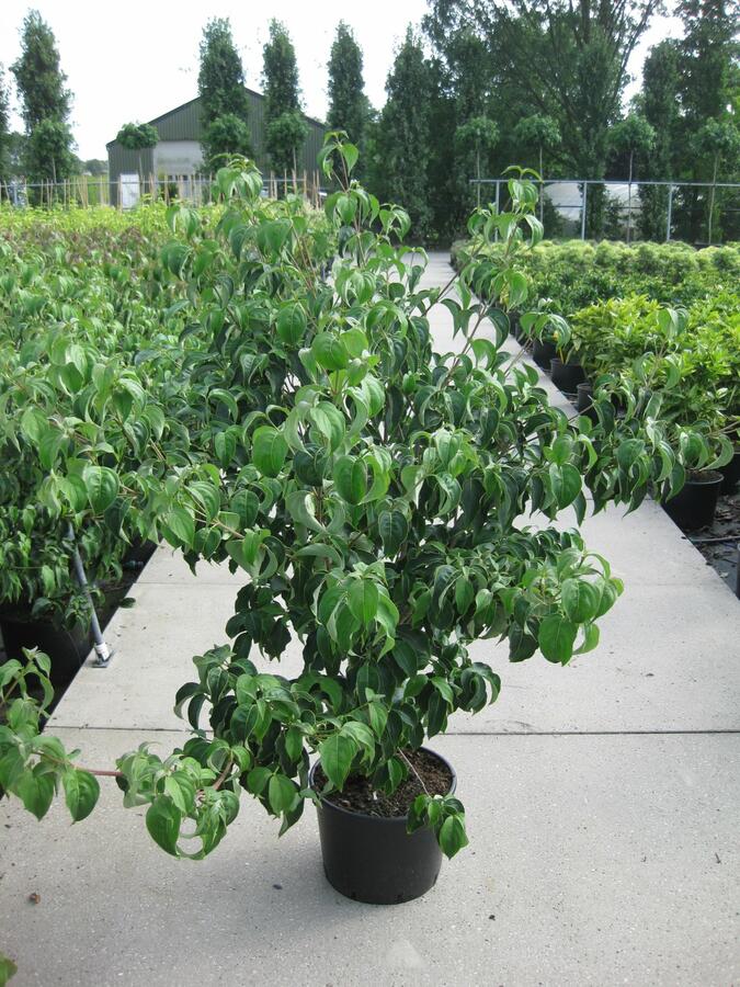 Dřín japonský 'Milky Way' - Cornus kousa 'Milky Way'