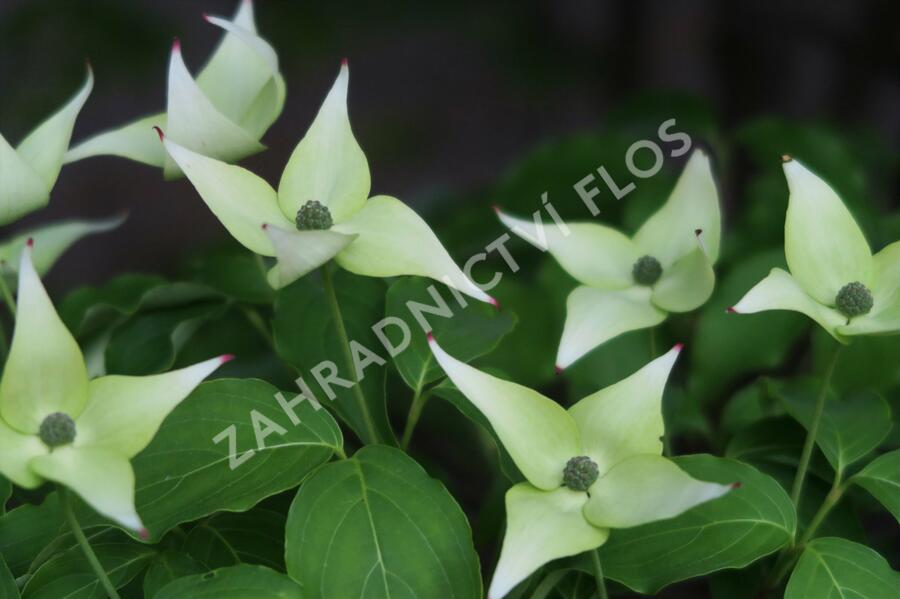 Dřín japonský 'Milky Way' - Cornus kousa 'Milky Way'