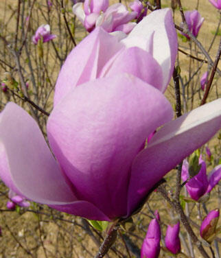 Šácholan 'Jane' - Magnolia 'Jane'