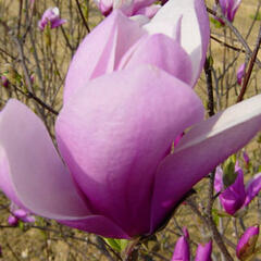 Šácholan 'Jane' - Magnolia 'Jane'