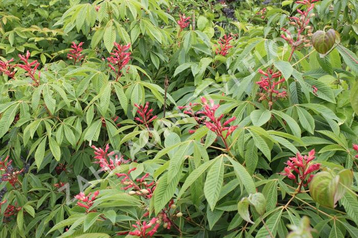 Jírovec pávie 'Splendens' - Aesculus pavia 'Splendens'